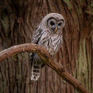 Barred Owl