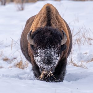 Bison 2