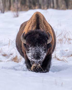Bison 2