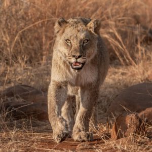 Lion of South Africa