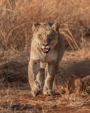 Lion of South Africa