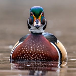 Wood Duck