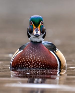 Wood Duck